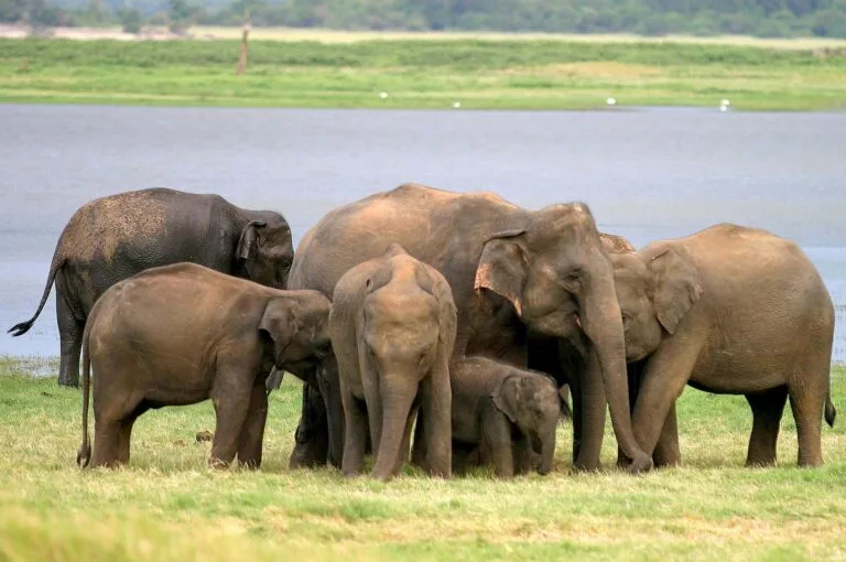 Minneriya National Park Elephants